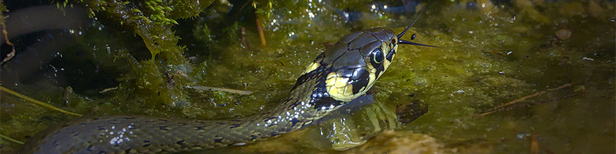 grass snake swimming in water